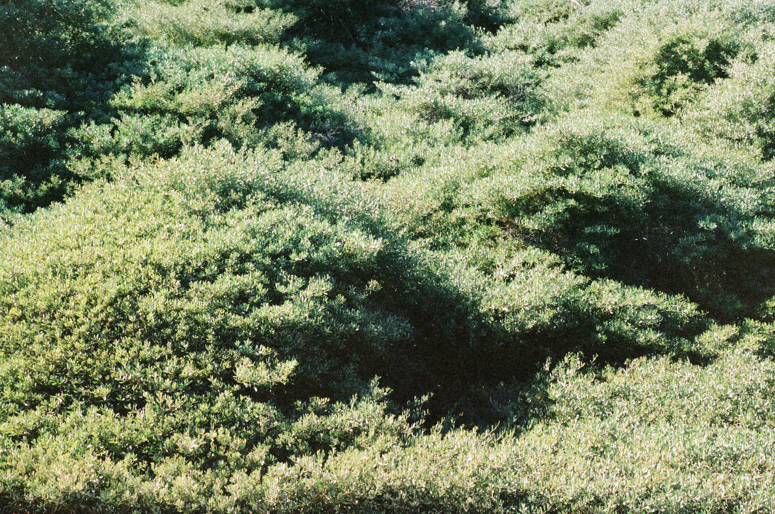 green-plants-texture-2-cameliamanea.jpg