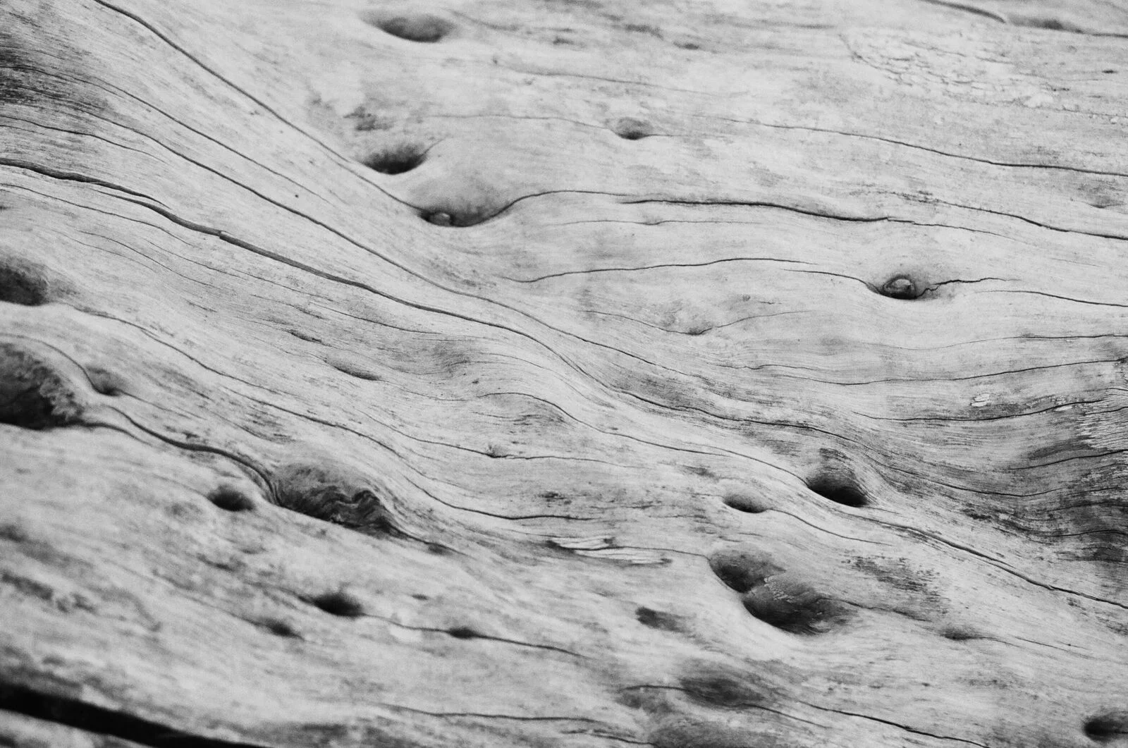 cameliamanea-wood-grain_preview.jpg