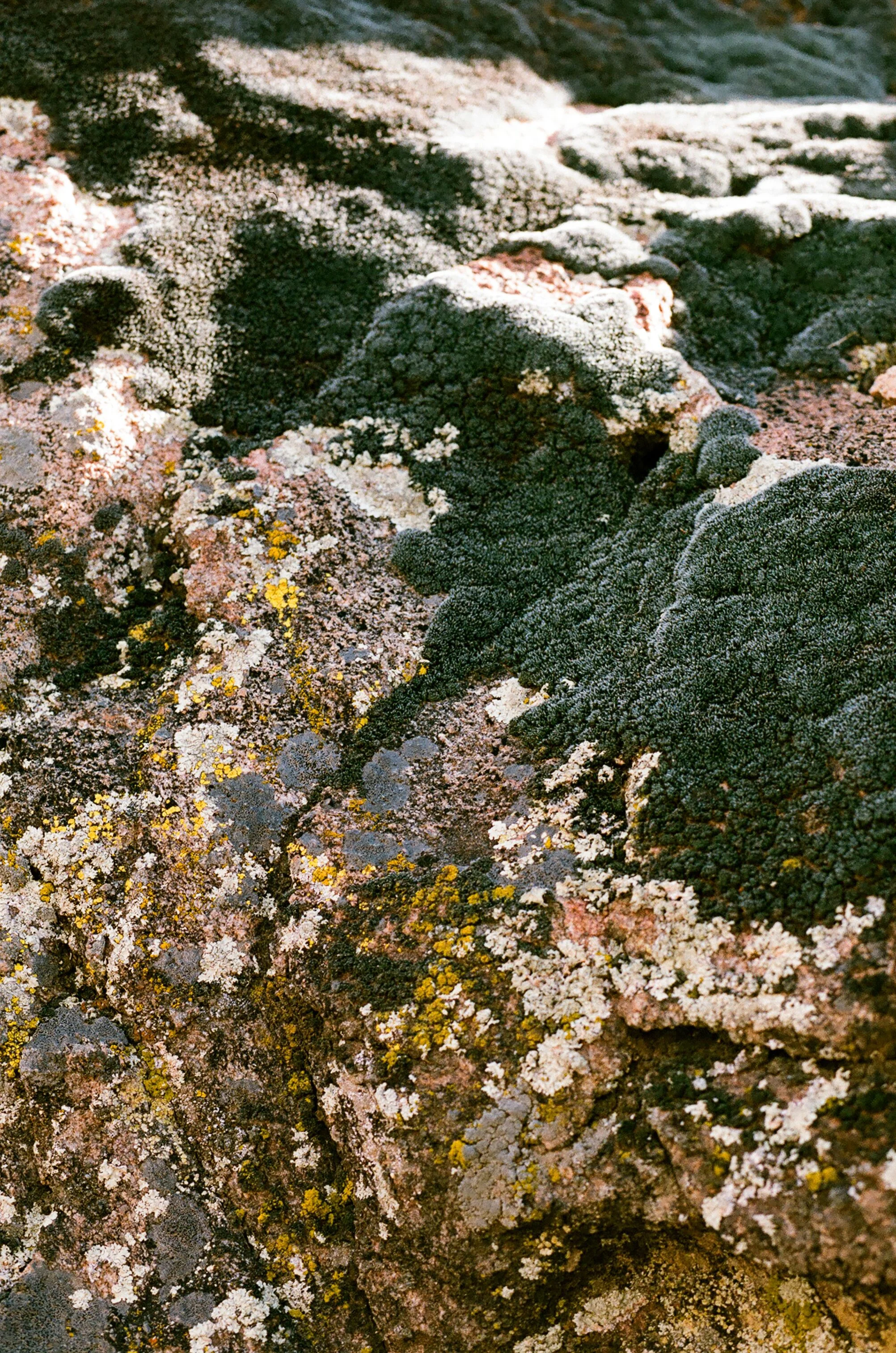 cameliamanea-moss-texture_preview.jpg
