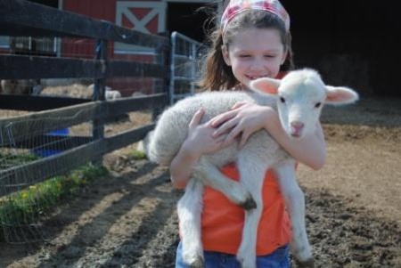 A small girl cares for a helpless lamb. 