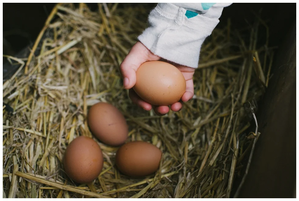 Alice & the Chickens!