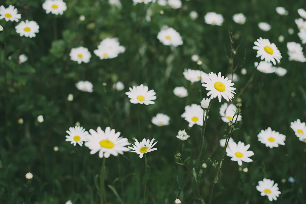 New Friends, Cuckoos, and the Perfect Lunch.