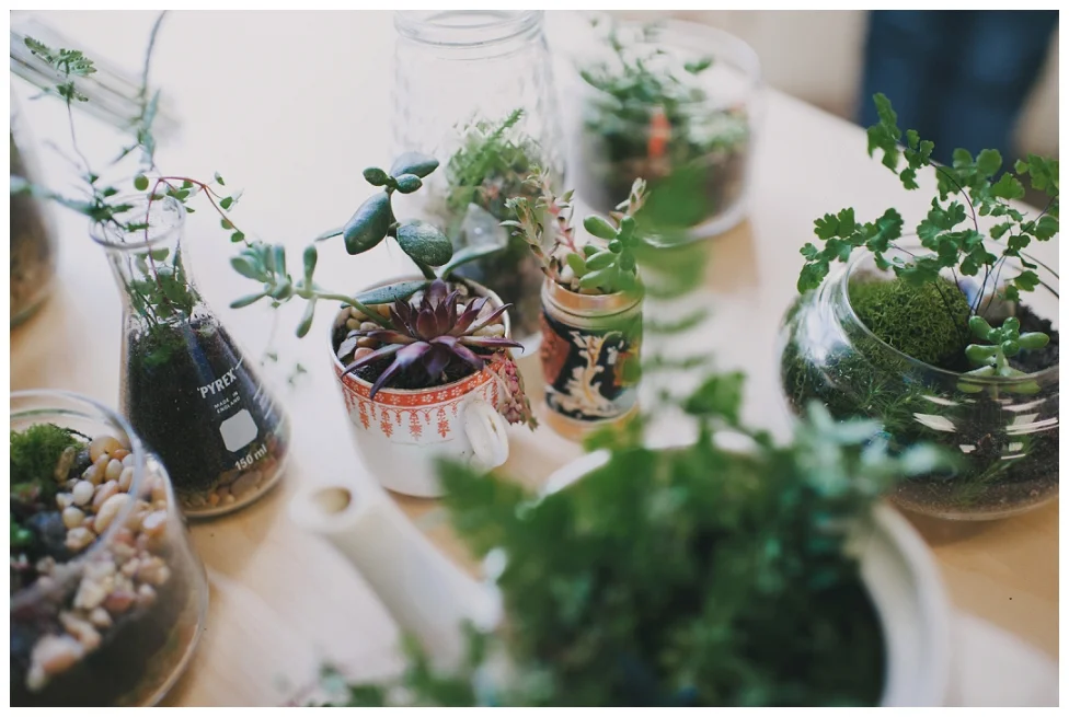 Terrariums!