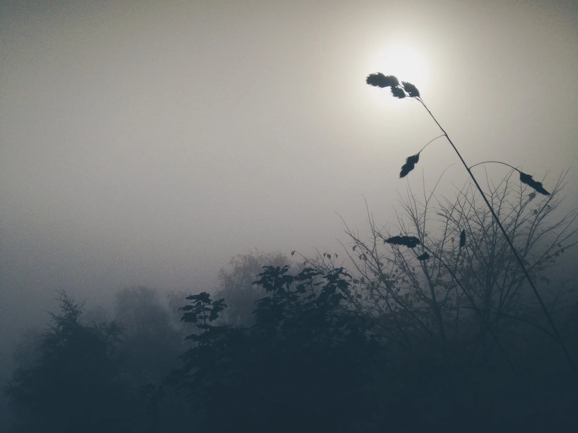 A Foggy November Morning (by phone).