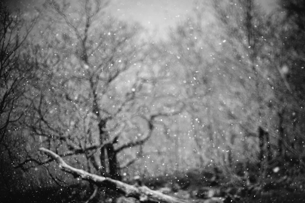 A Snowy Morning Walk