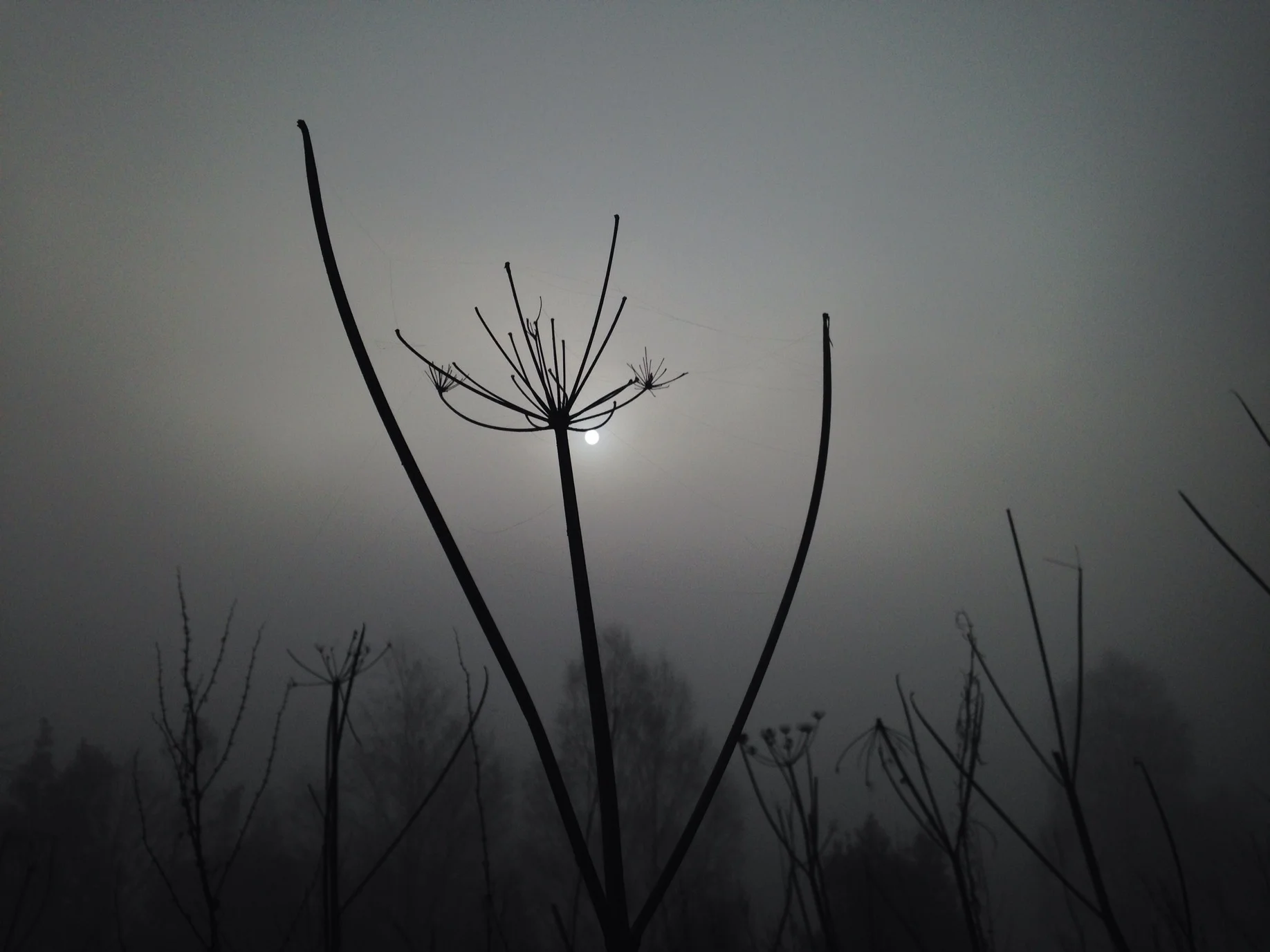 A Foggy Walk By Phone (Part 2).