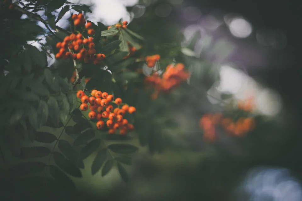 The Edge Of Autumn
