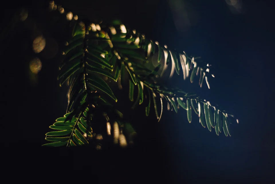 SarahMasonPhotography_017.jpg