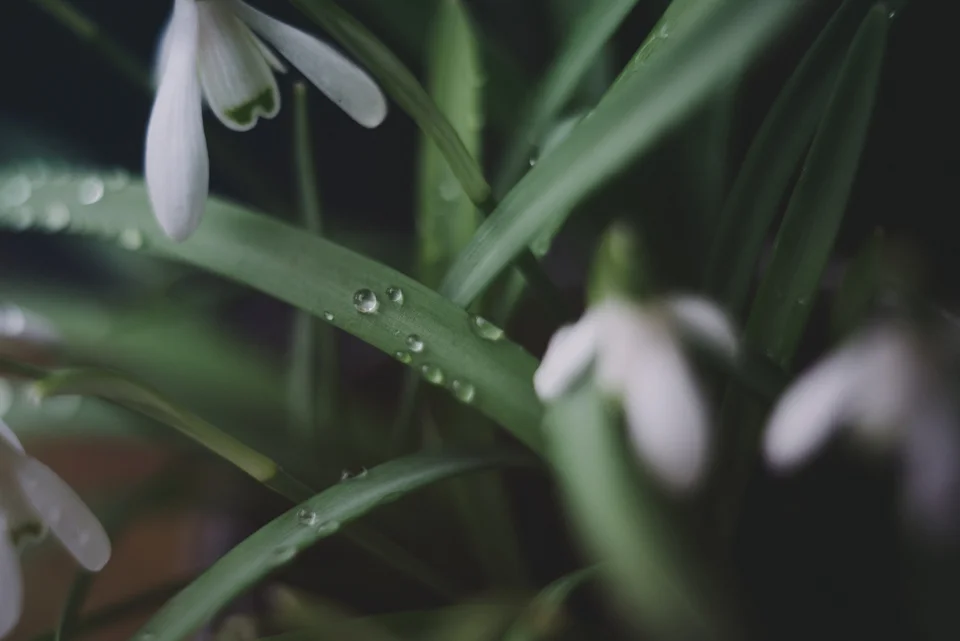 snowdrop.jpg