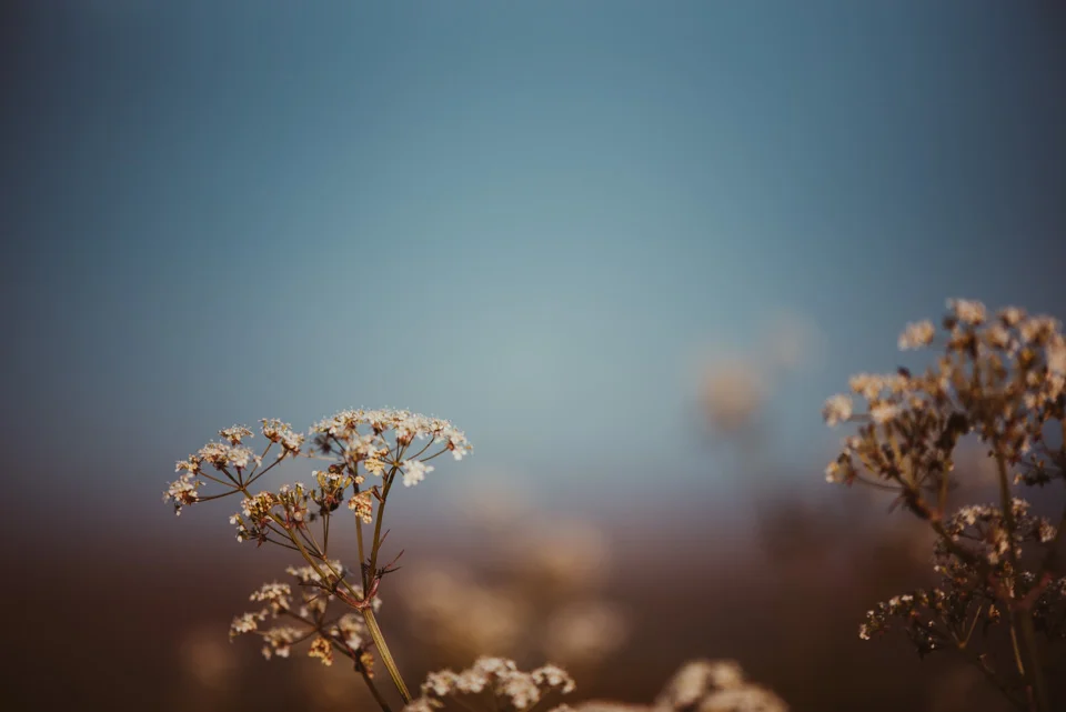 SarahMasonPhotography_007.jpg
