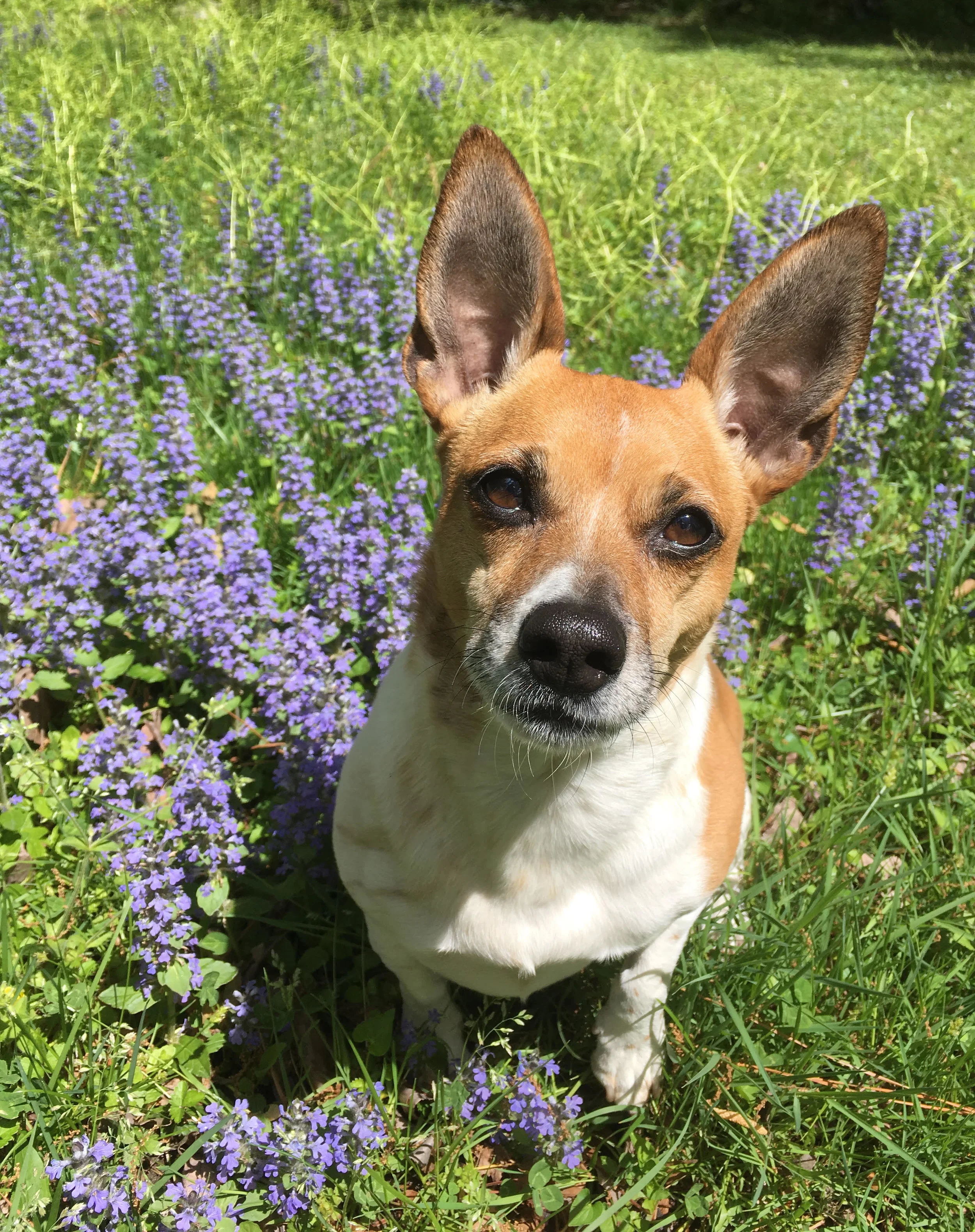 FocusedJackRussell.jpg