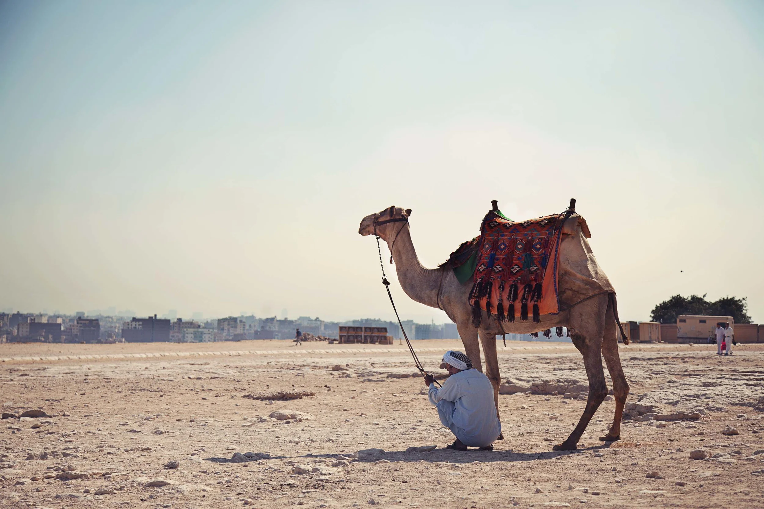 Egypt|2012|Camel.jpg