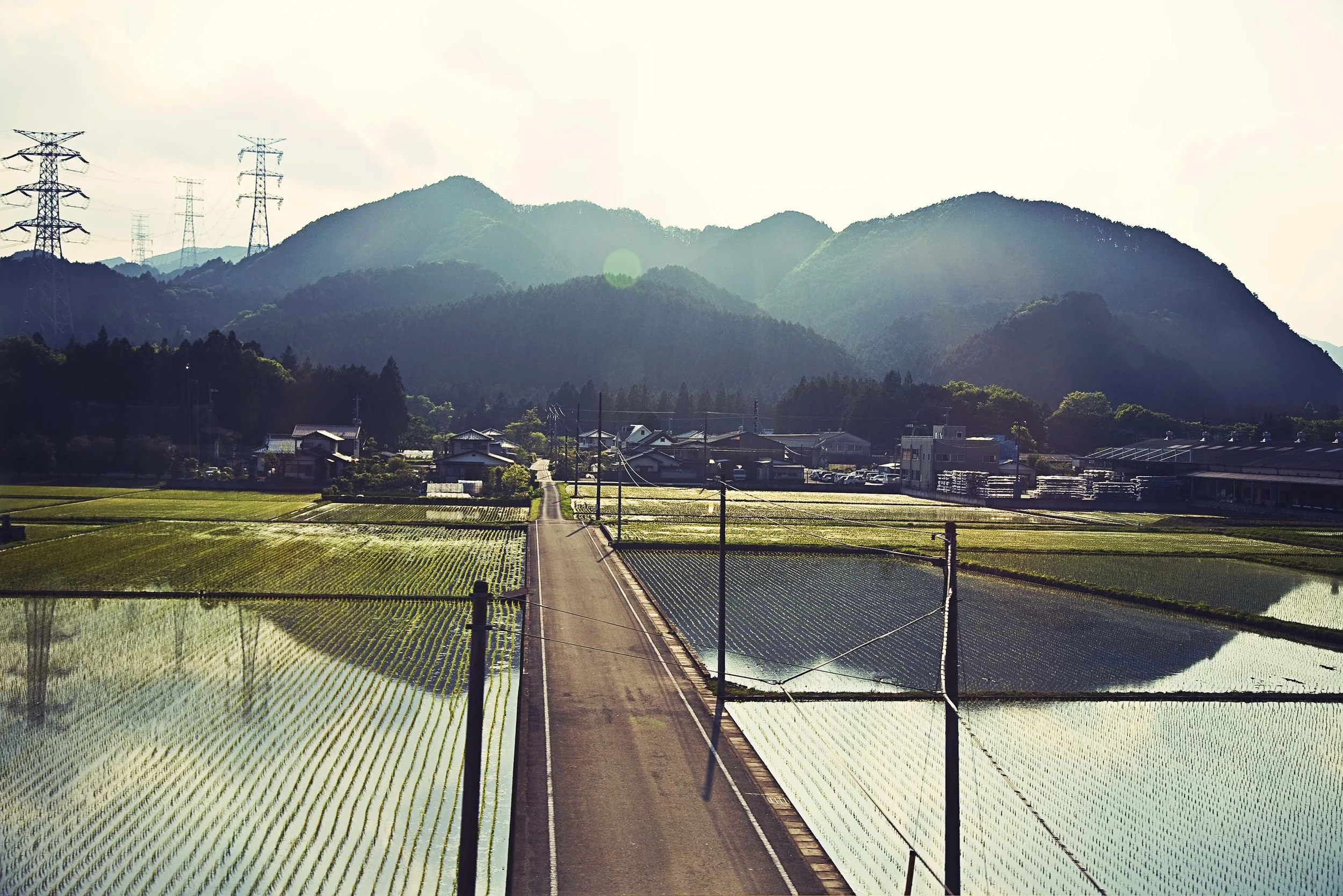 Japan|2008|rice fields.jpg