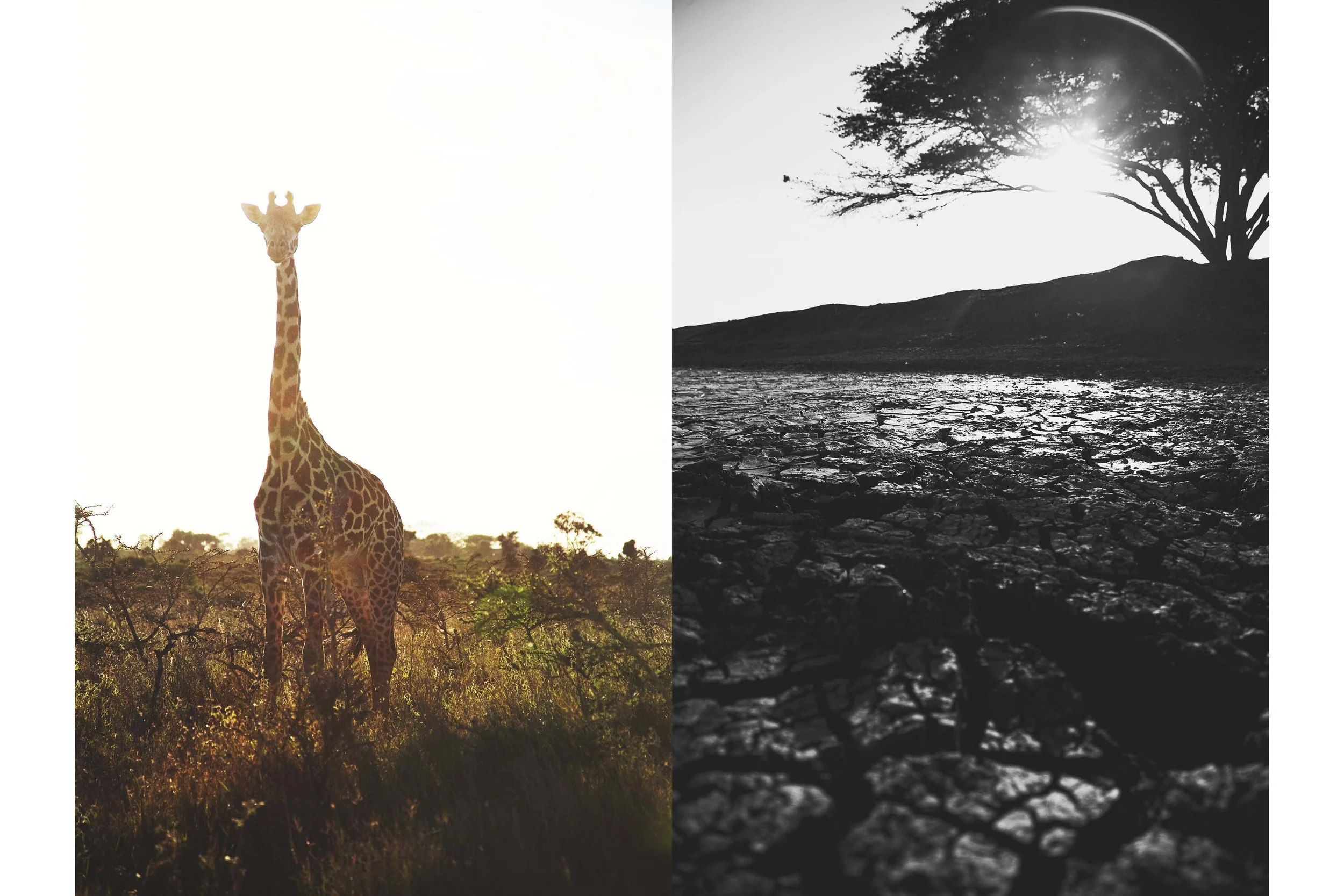 Kenya|2011|Girraff..jpg