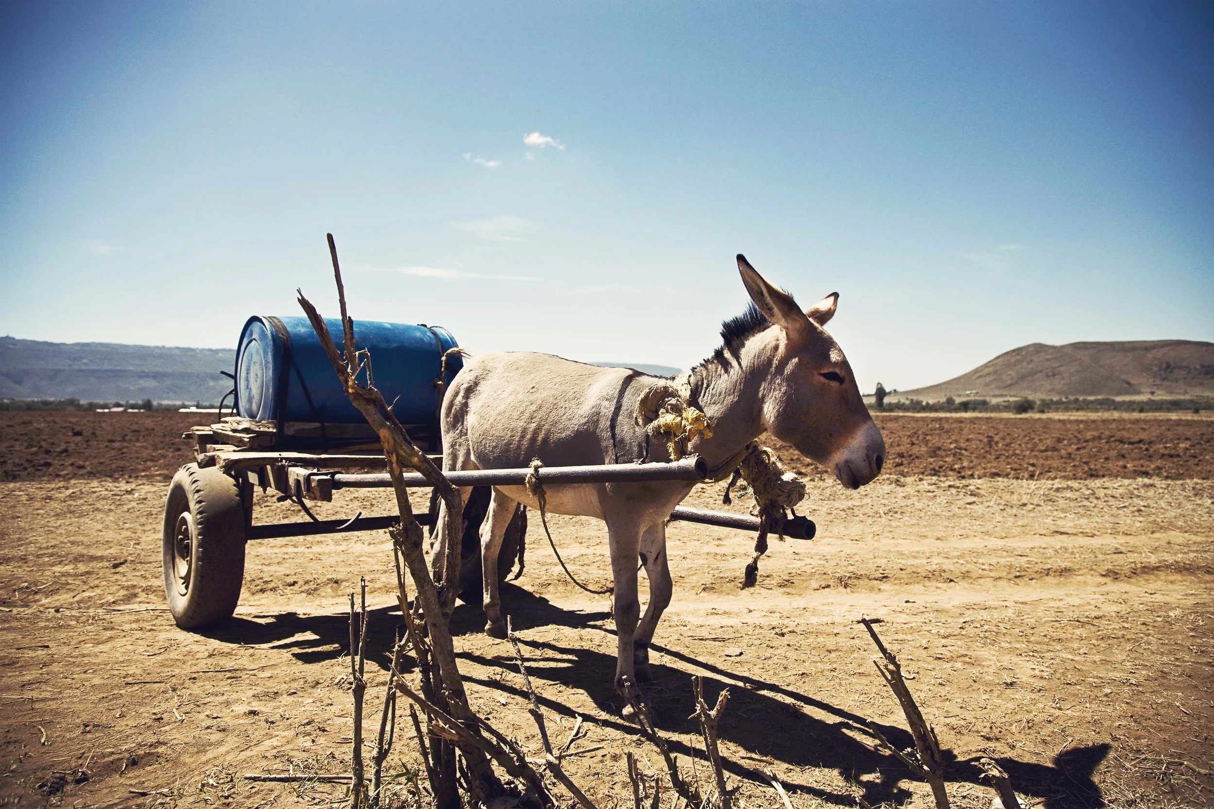 Kenya|2011|donkey1.jpg