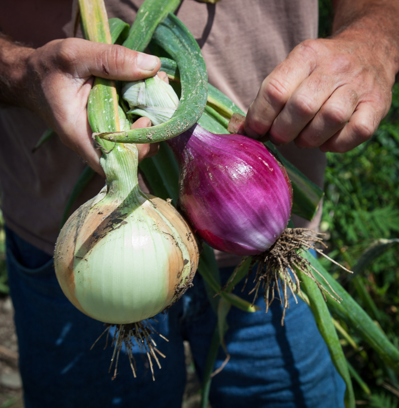 farm onions.jpg