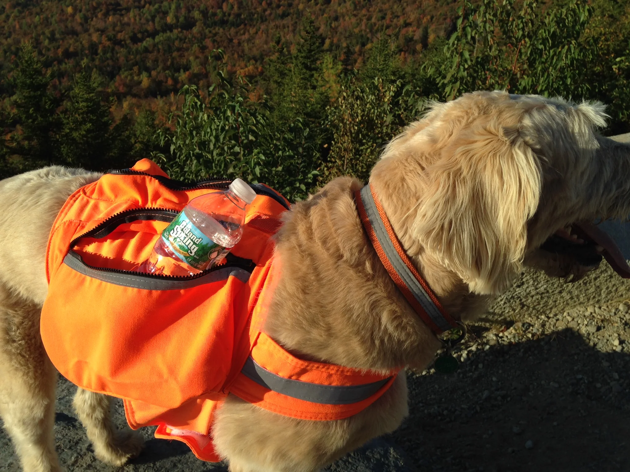 Max proudly showing off his Pack Vest