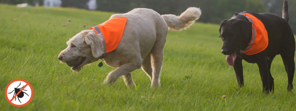 insect shield for dogs
