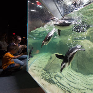 Dive bombing with the penguins at Greensboro Science Center. Image credit: Cambridge Seven Associates, Inc.