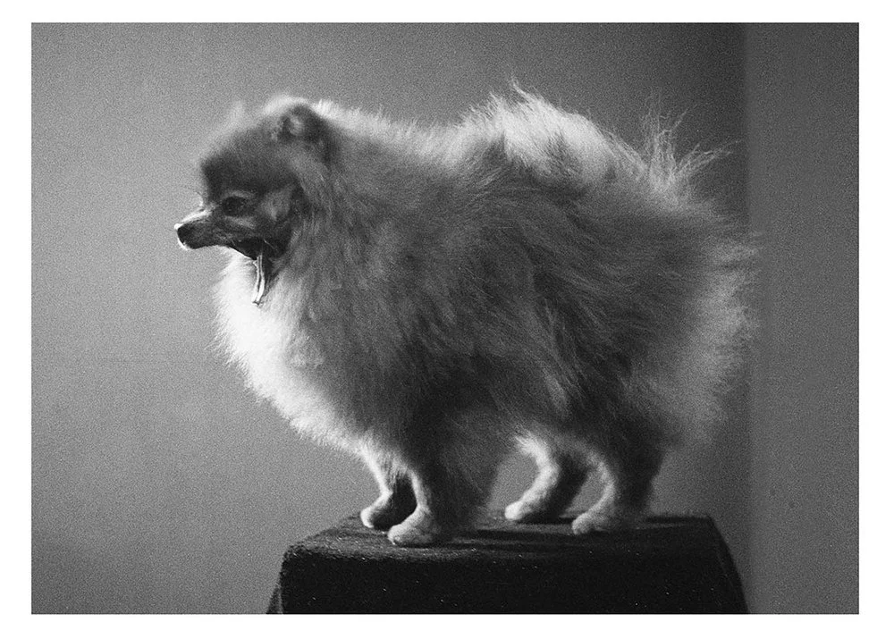 Pomeranians, Dog Magazine.