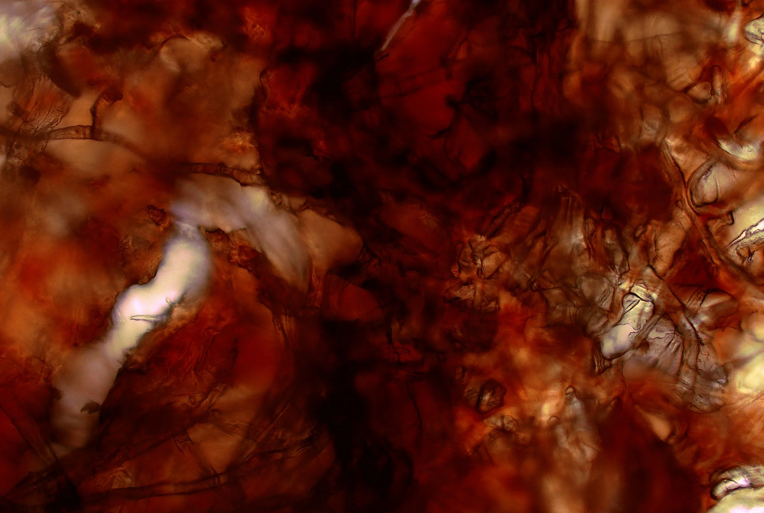 Tissue03 copy.jpg