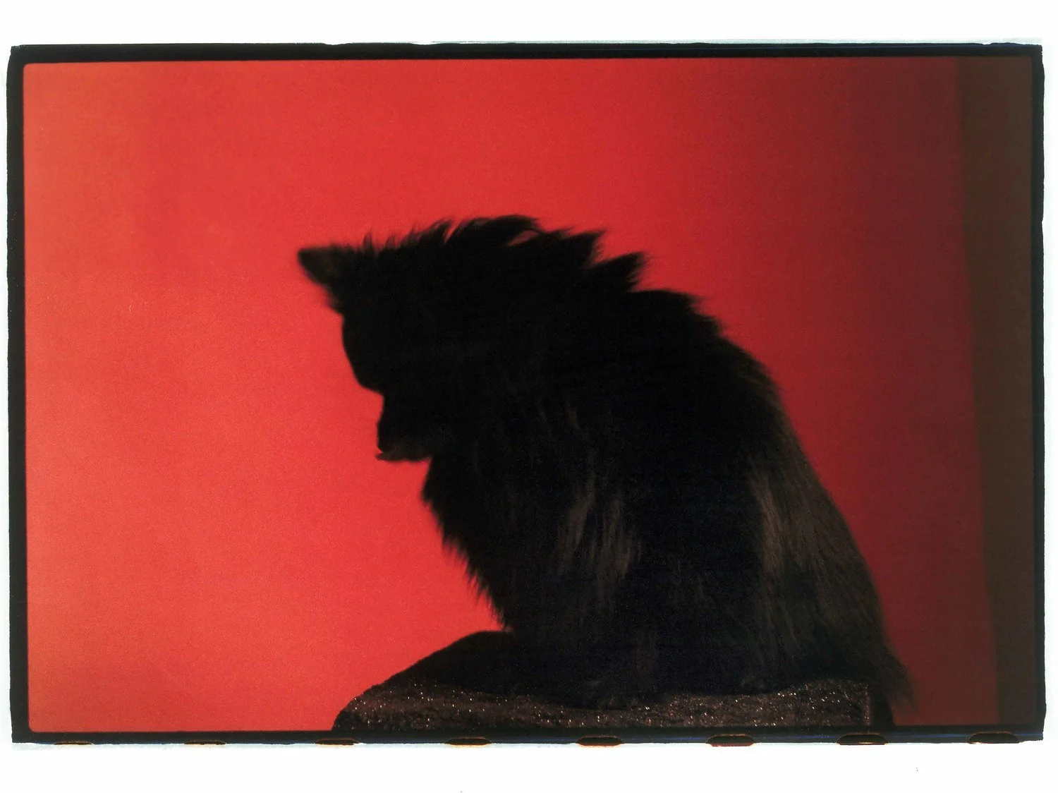 Pomeranians For DOG Magazine.