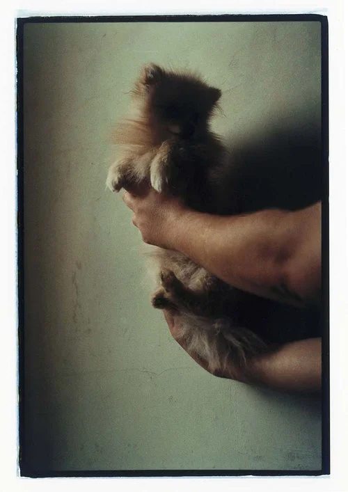 Pomeranians, Dog Magazine.
