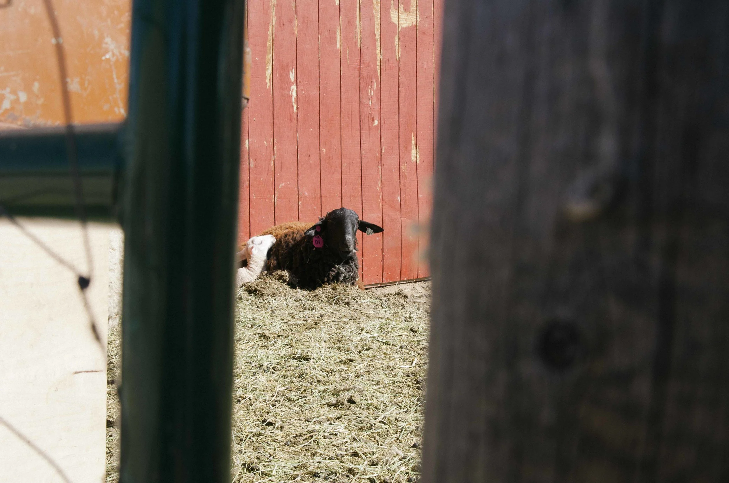 BARTLETT_DOCUMENTARY_lambs_003.jpg