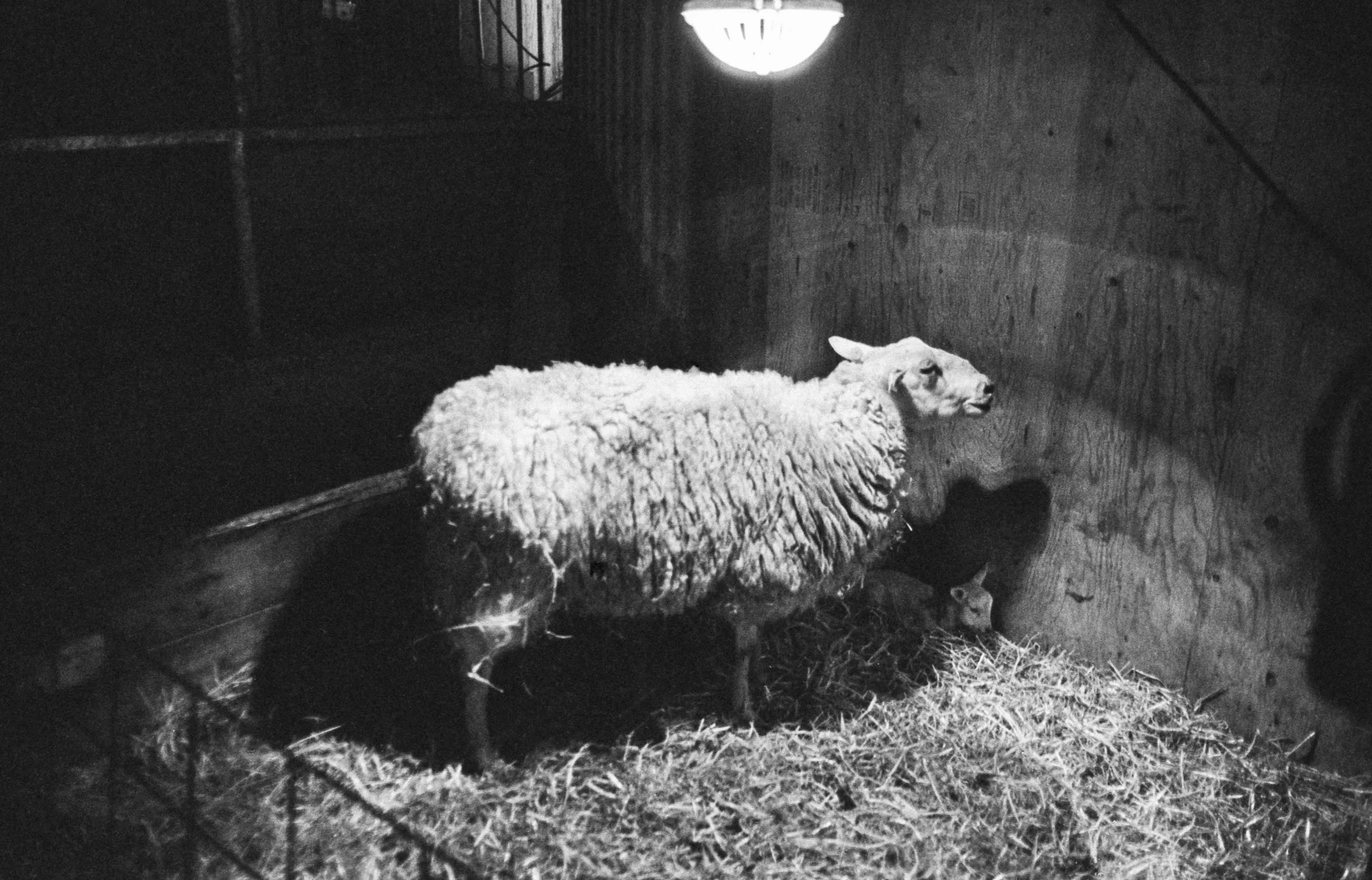 BARTLETT_DOCUMENTARY_lambs_007.jpg