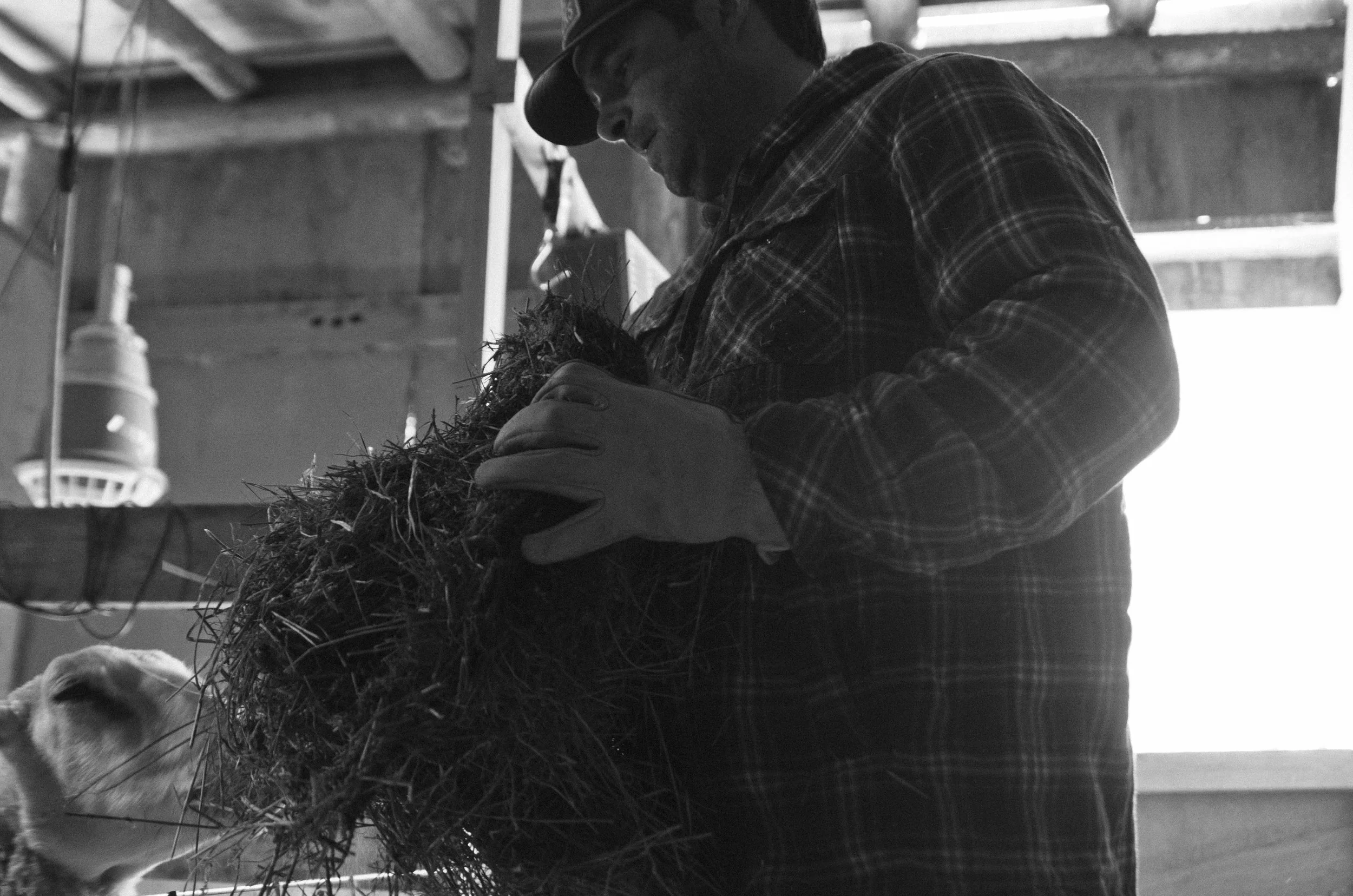 BARTLETT_DOCUMENTARY_lambs_009.jpg