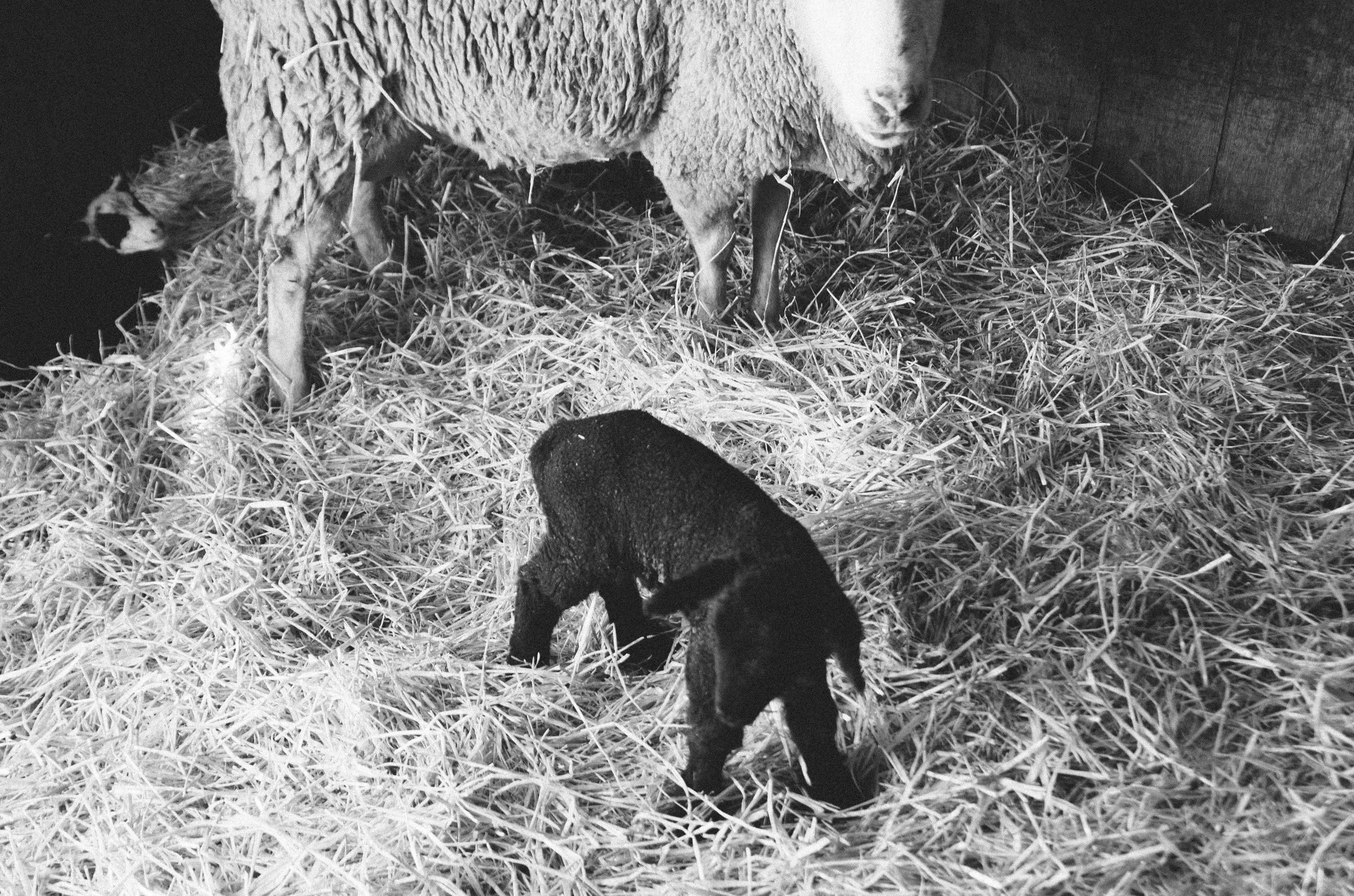 BARTLETT_DOCUMENTARY_lambs_011.jpg