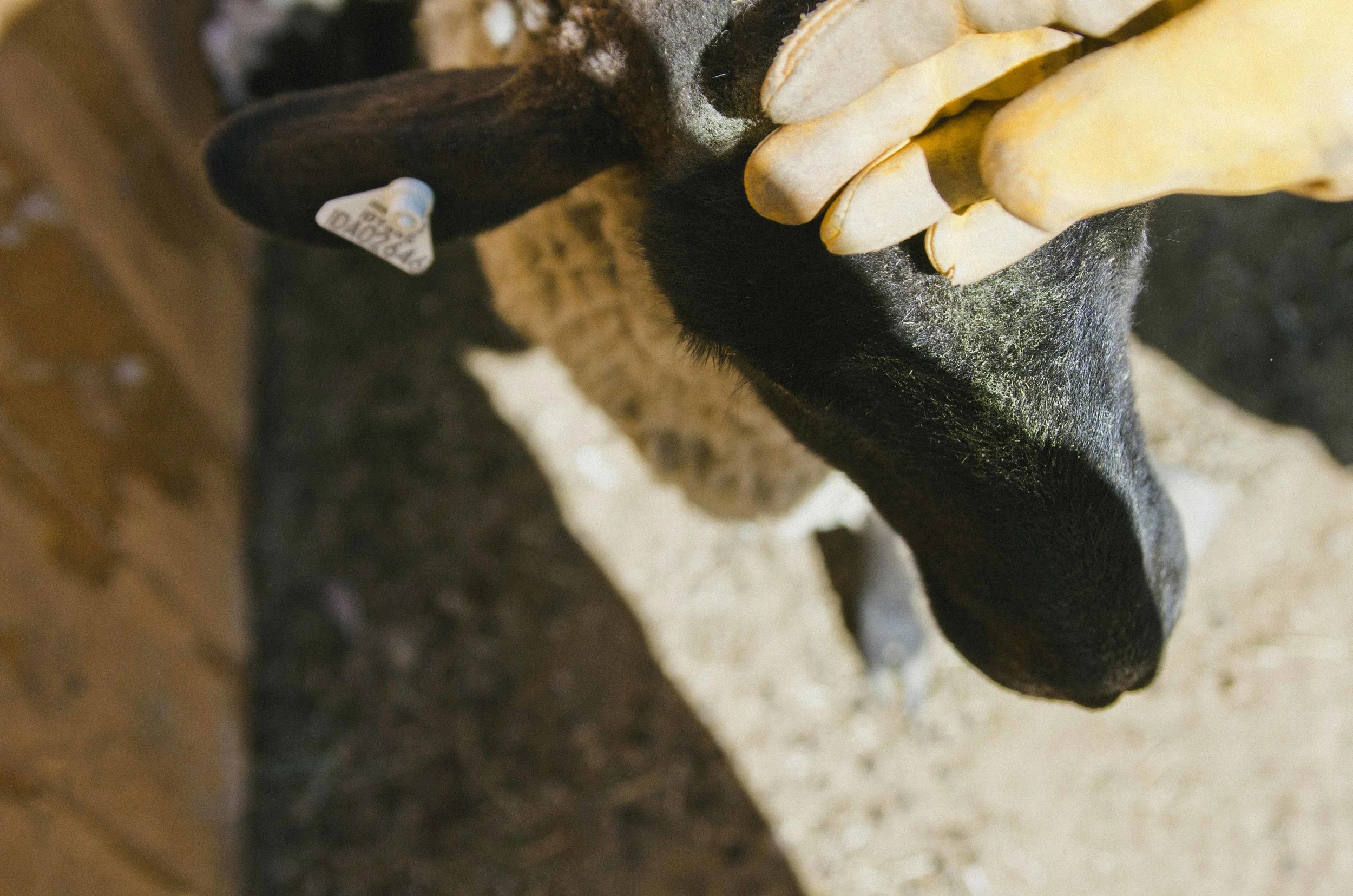 BARTLETT_DOCUMENTARY_lambs_019.jpg