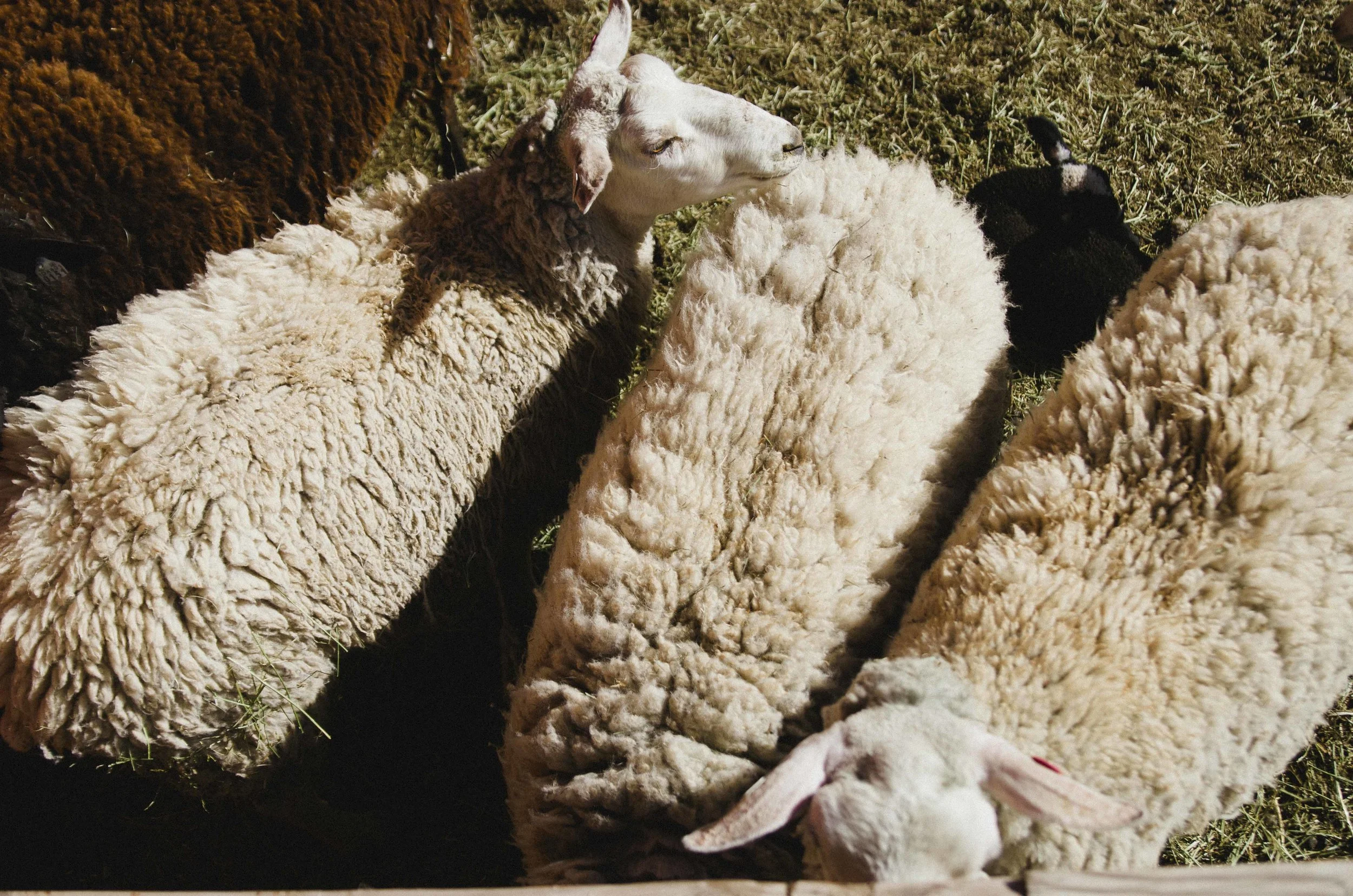 BARTLETT_DOCUMENTARY_lambs_024.jpg