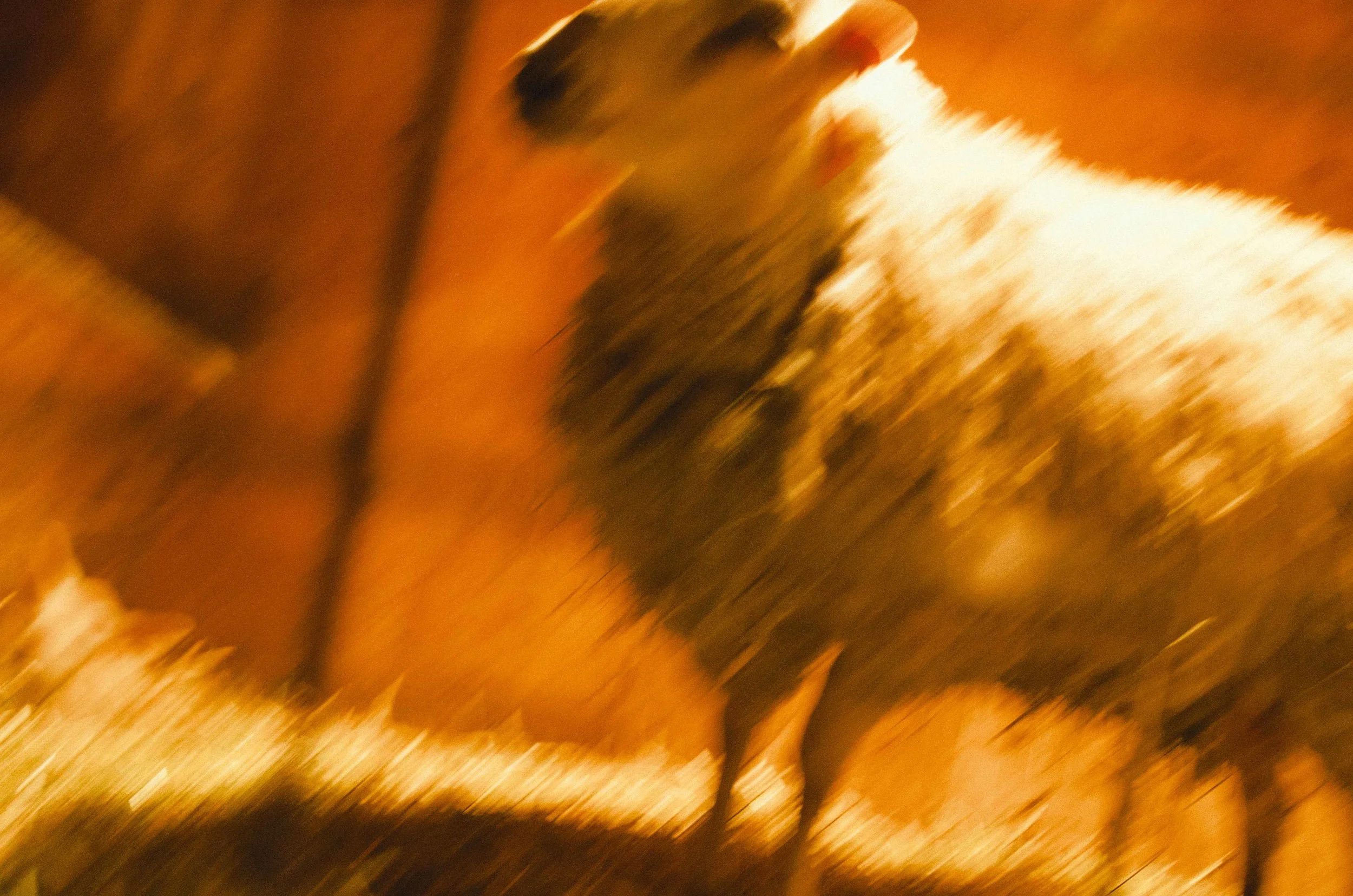 BARTLETT_DOCUMENTARY_lambs_029.jpg