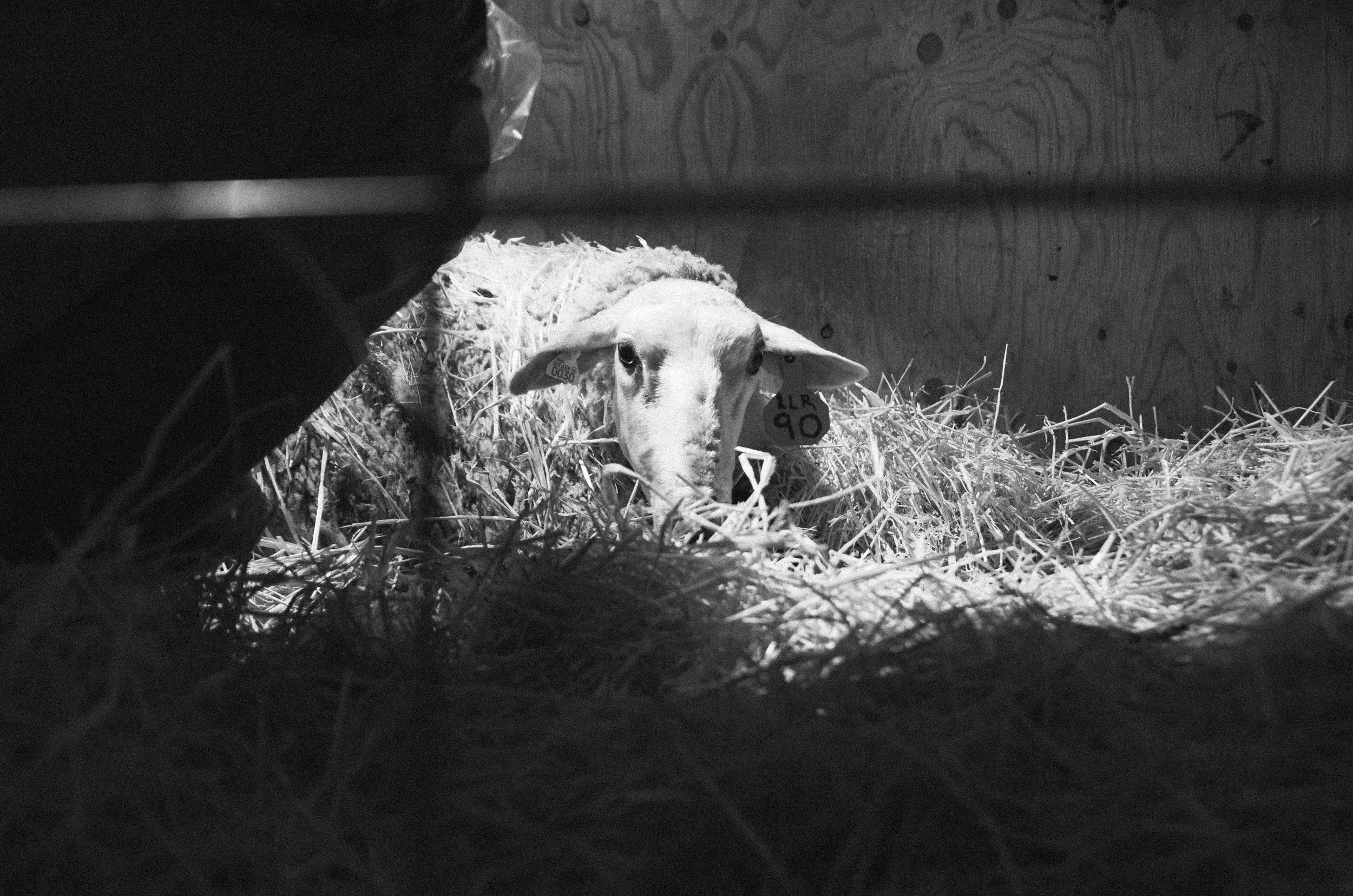 BARTLETT_DOCUMENTARY_lambs_031.jpg