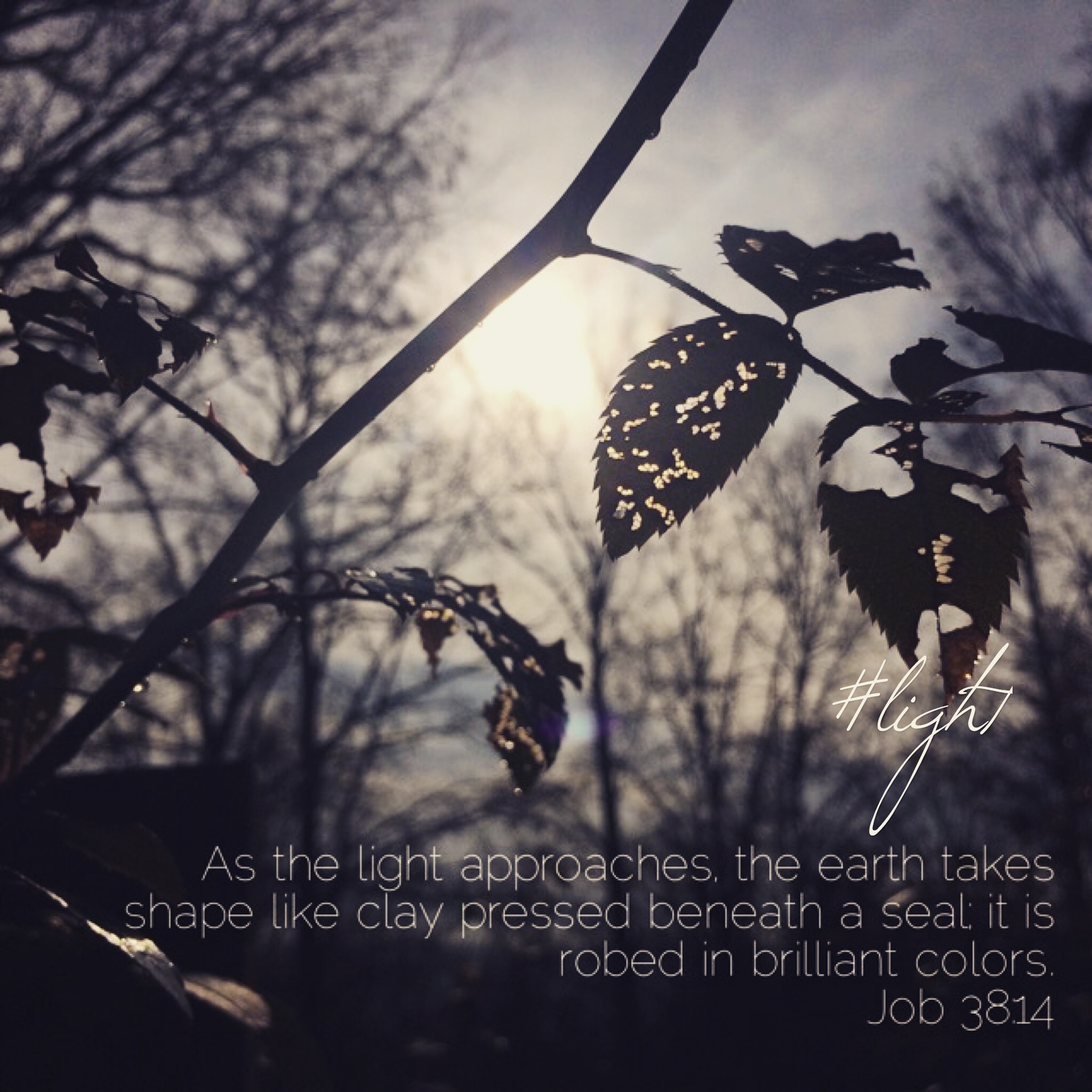 Jan 22nd prompt: Light.