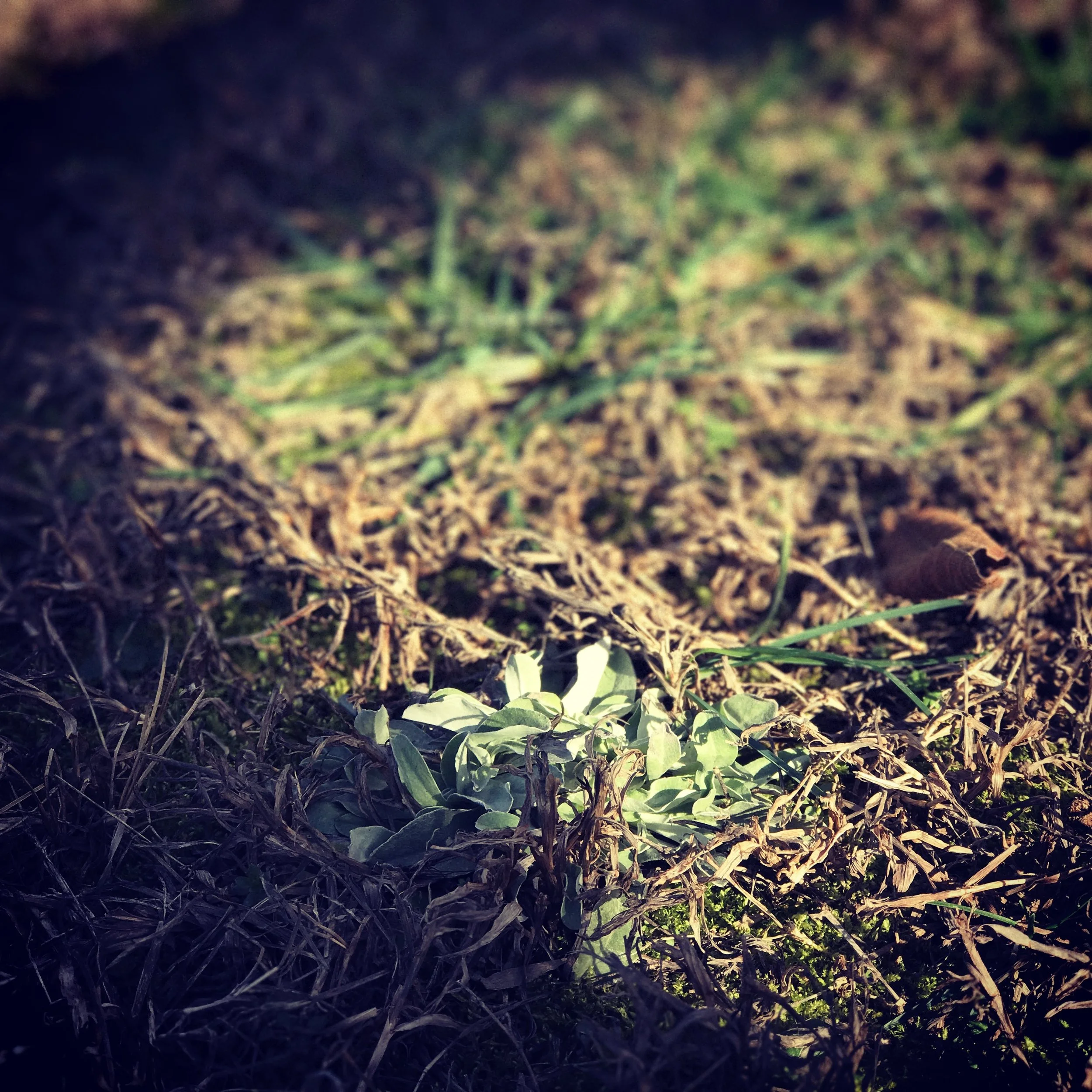 A baby lamb's ear growing in the sun.