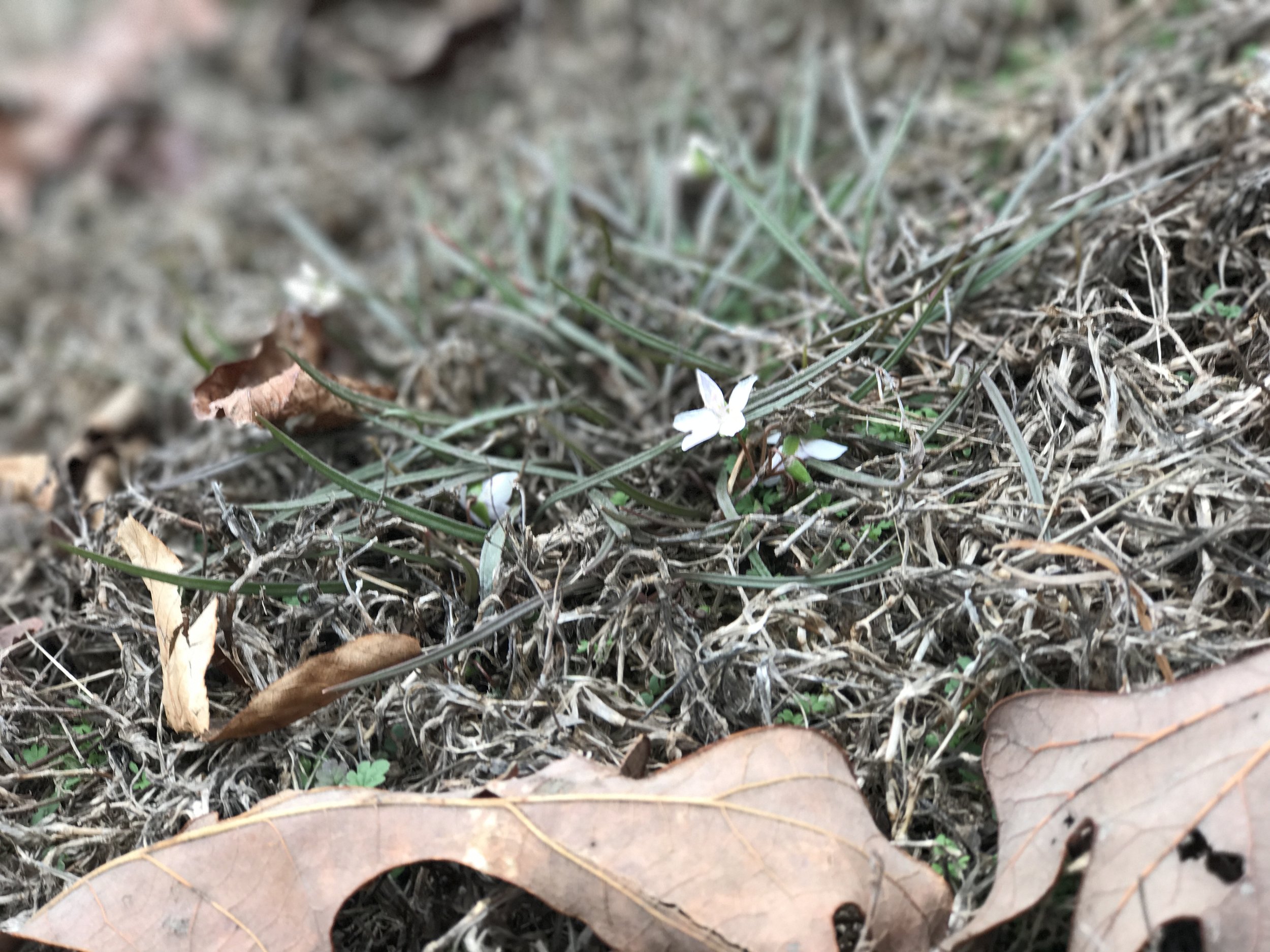The first spring beauty showing her face in my back yard.