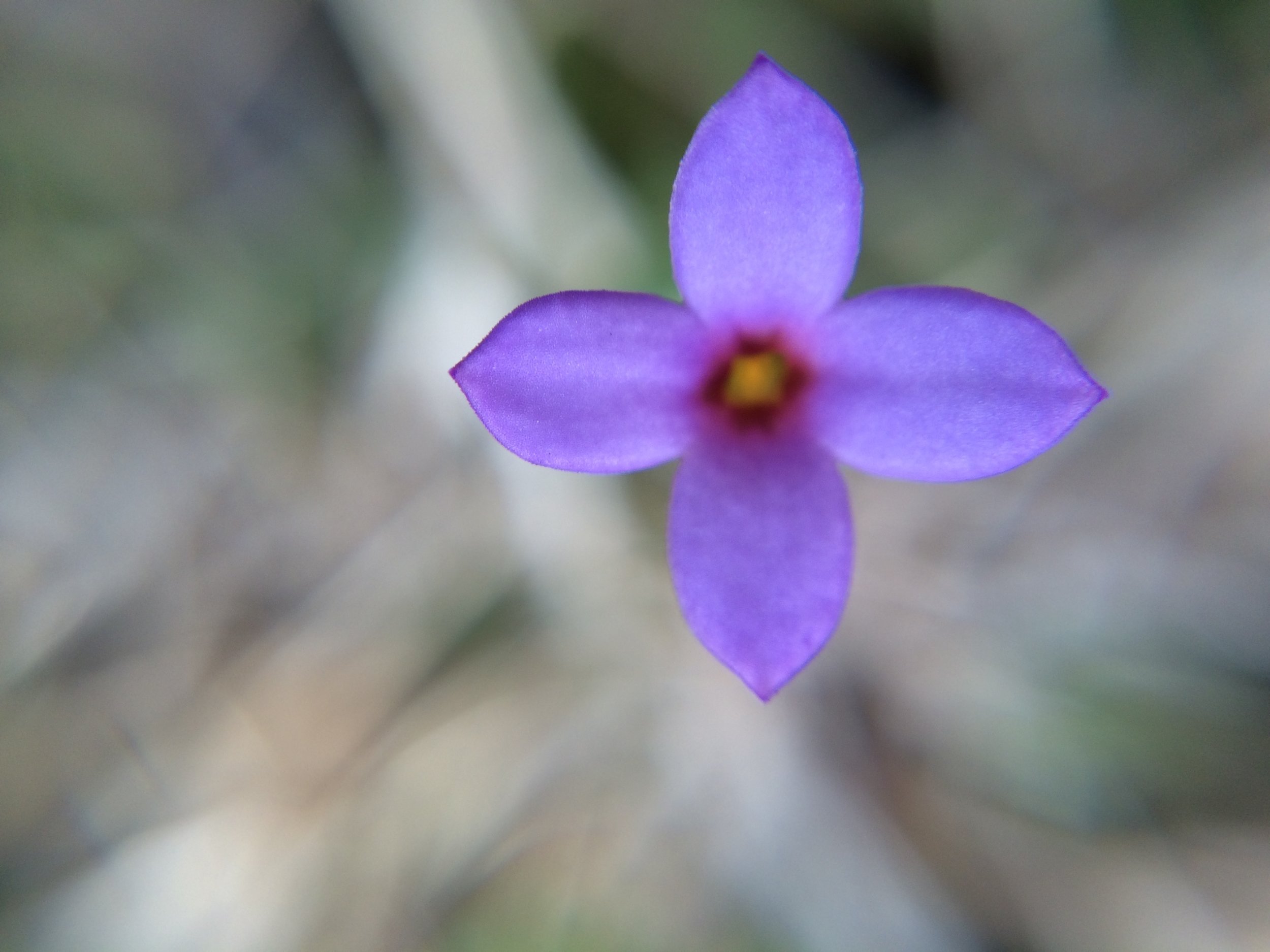 bluet