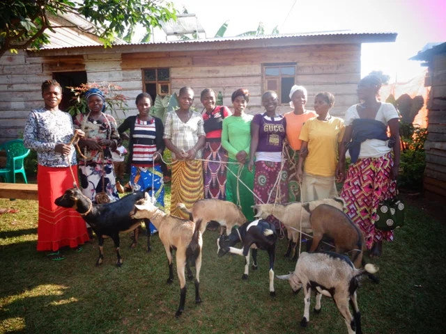 More Goats delivered to Congo