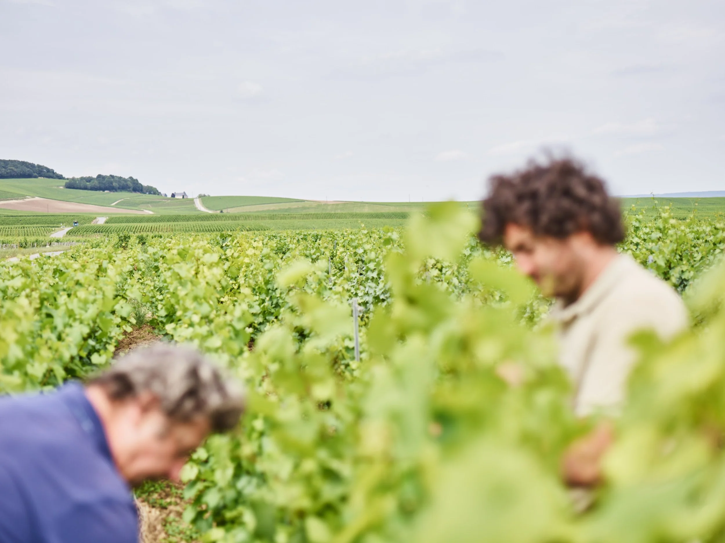 Selosse Champagne / Globus Magazin