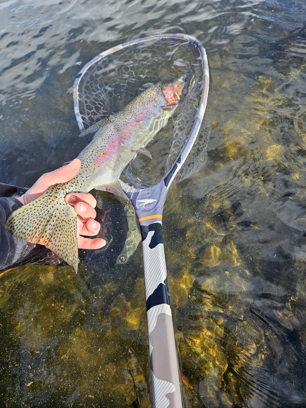 2wt fly rod fish The Fish River main image 1