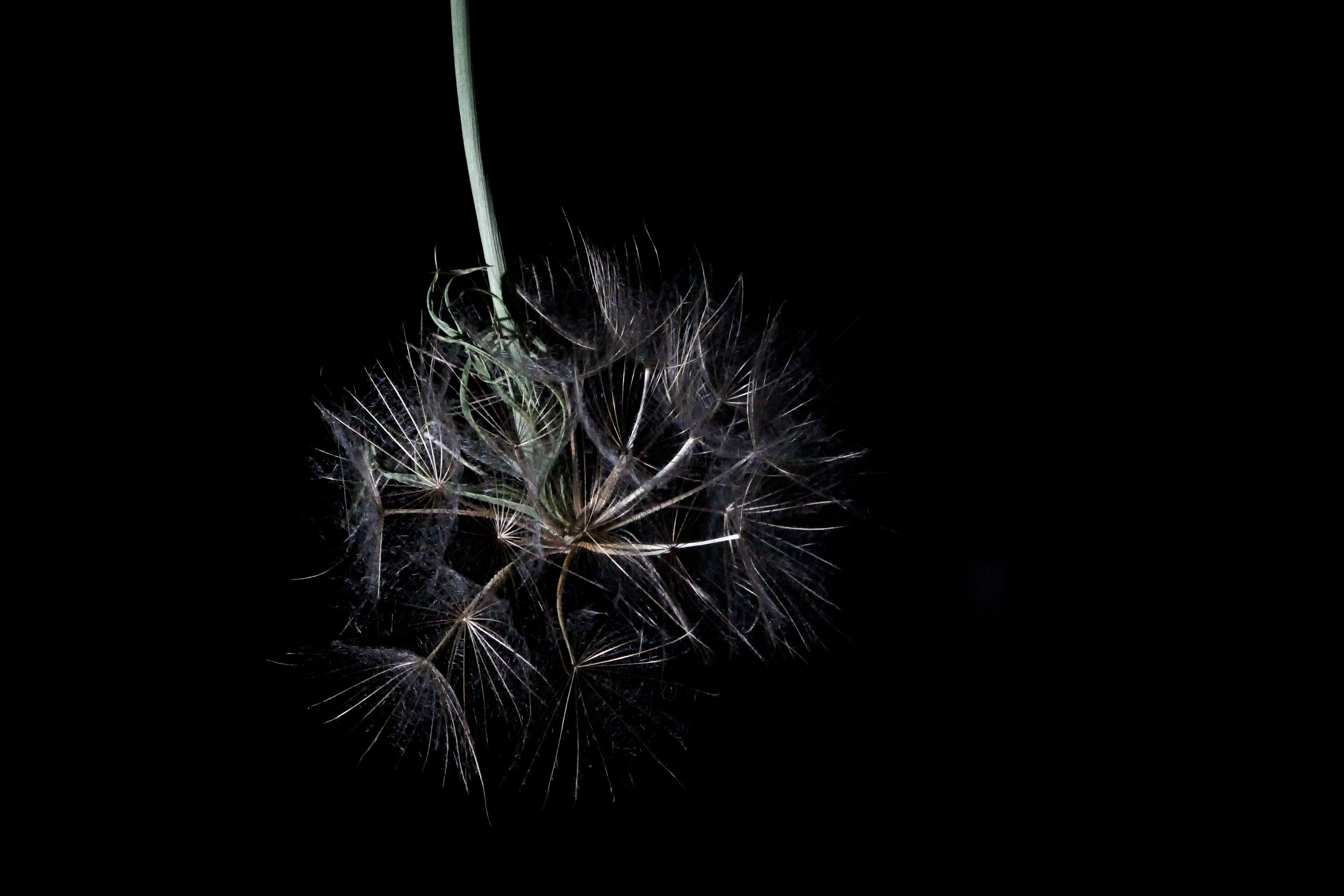  Alium gone to seed. Chicago, 2017. 