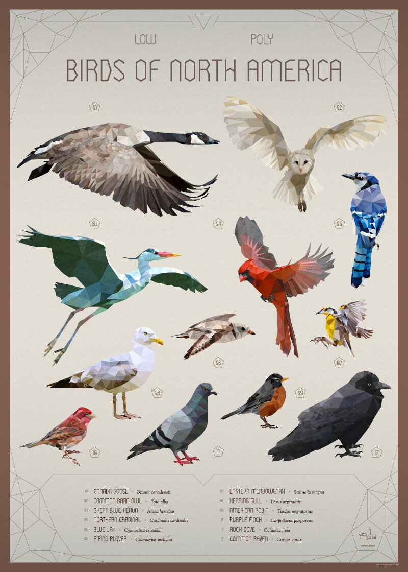 ALL_BIRDS-800w.jpg