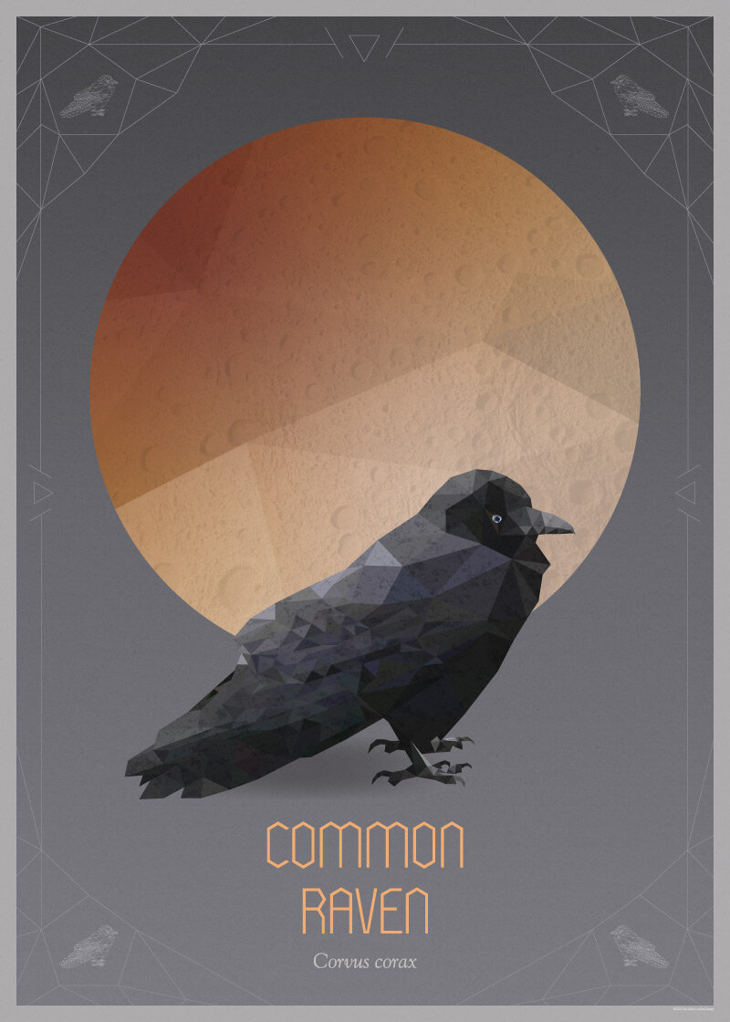 COMMON_RAVEN-800w.jpg