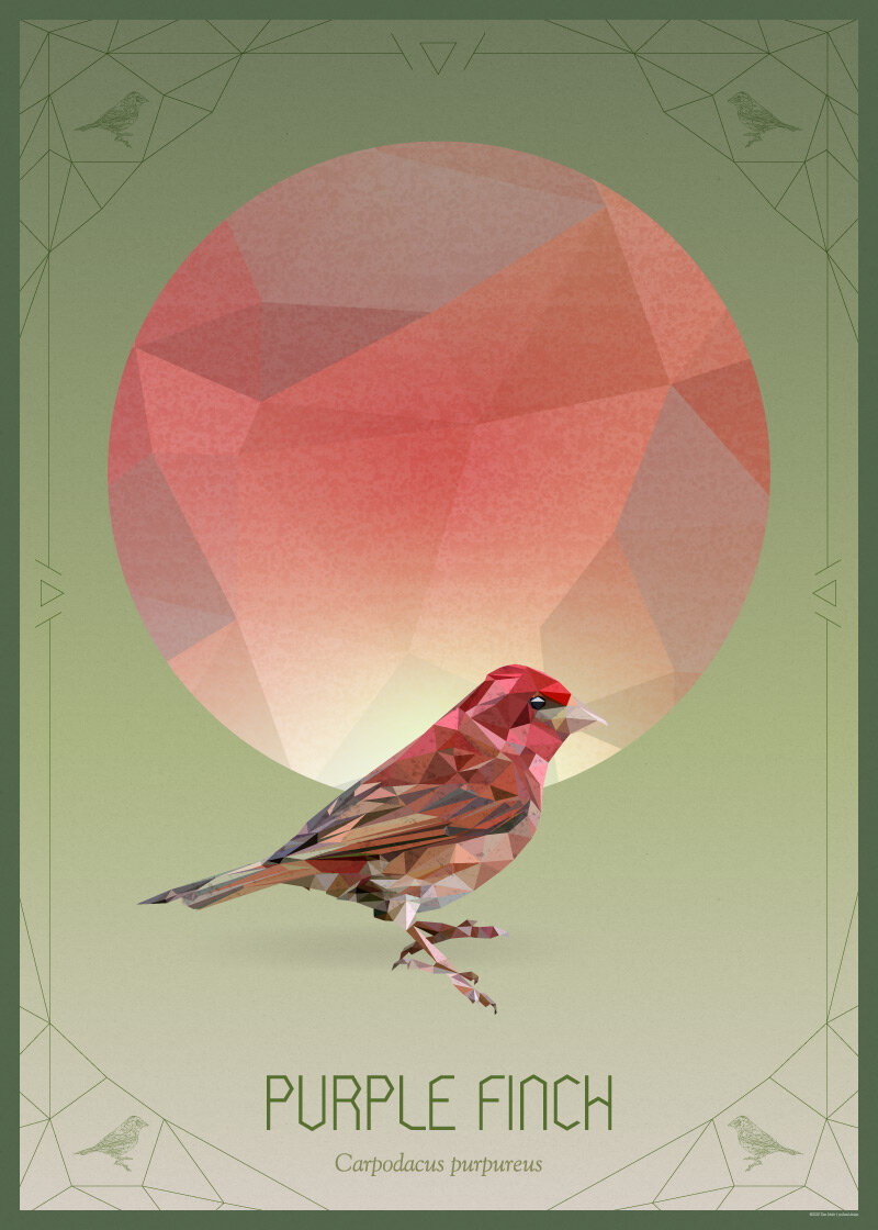 PURPLE_FINCH-800w.jpg