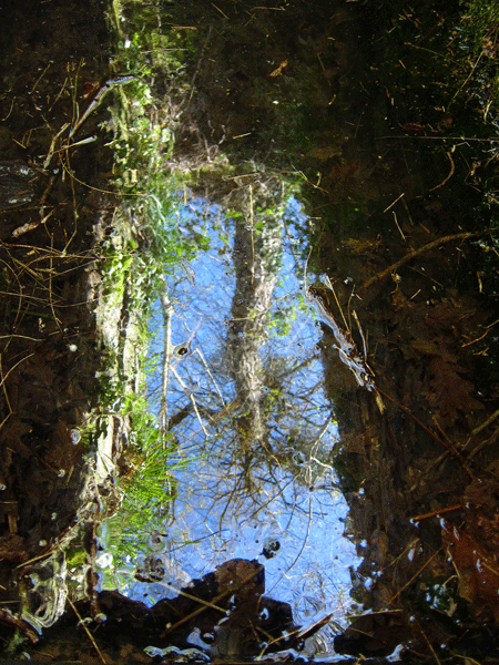reflectionswell.gif