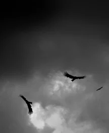 final condor final.jpg