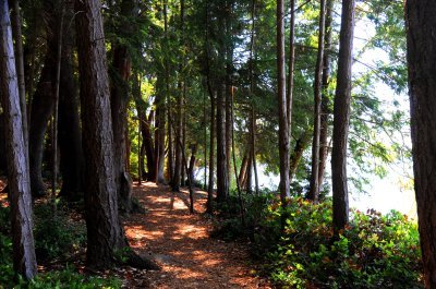Old forest