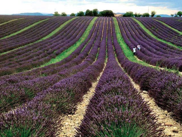 Provence lavender fields – like you’re standing inside a Van Gogh painting, but the vivid sweet scent makes it real. Photo and caption text by Aysha Griffin.
